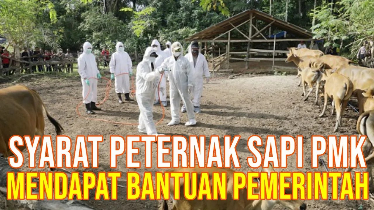 
                                 Syarat-Pemerintah-Bantu-PMK-Sapi-Peternak